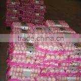 Chinese Garlic Manufacturer