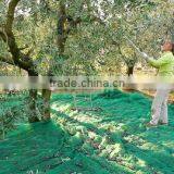 Olive Harvest Net thumbnail-6