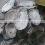 China Freshwater Shell Material Raw Mother of Pearl River Shells thumbnail-3
