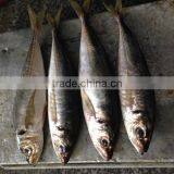 Frozen Big Eye Horse Mackerel 25cm+ thumbnail-3