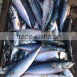 BQF 200-300g Whole Round Seafrozen Pacific Mackerel thumbnail-2