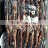 Frozen Illex Squid From CHINA 200-300G thumbnail-2