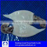 Scientific Name Squid thumbnail-1