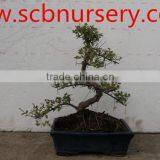 Sageretia thumbnail-1