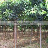 Ficus Altissima for Tropical Climate Garden Plants and Landscaping Trees thumbnail-4