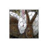 Hexagonal Wire Mesh thumbnail-2