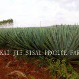Sisal Products - Best Quality From Original Direct Manufacturer thumbnail-3