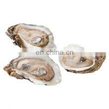 Frozen Oyster Half Shell Oyster thumbnail-2