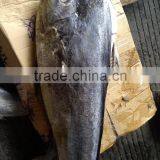 Frozen Mahi-mahi Fish WR Scientific Name Coryphaena Hippurus thumbnail-2