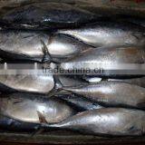 Pacific Frozen Bonito Fish