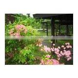 High Glossy Polyester Oil Canvas thumbnail-1