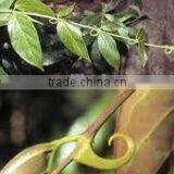 CAT CLAW POWDER thumbnail-1