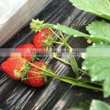 Agricultural Black PE Mulch Protective Plastic Film thumbnail-1