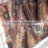 Frozen Illex Squid thumbnail-4