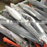 Spanish Mackerel/sardine thumbnail-1