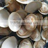 Best Season and Quality Frozen Cooked Hard Clam Sale thumbnail-2