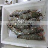 Frozen Pasta With Shrimp thumbnail-1