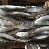 Low Price Canned Fish Sardine Frozen Sardine for Canning thumbnail-1