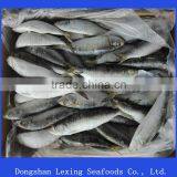 Frozen Whole Round Sardine for Bait thumbnail-1