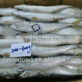 Scomber Japonicus IQF Frozen Pacific Mackerel thumbnail-1