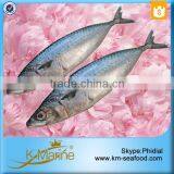 Hot Selling Fresh Scomber Japanese thumbnail-6