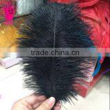 Wholesale Fashion Multicolor Decotation Ostrich Feather for Party and Wedding thumbnail-6