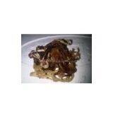 Tambalang Seaweed, Eucheuma Alvarezii Var. Tambalang Doty, KAPPAPHYCUS ALVAREZII (DOTY) thumbnail-1