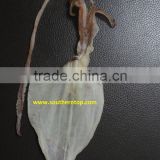 Dried Squid skinless