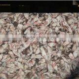 Whole Little Squid thumbnail-1