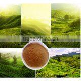Tea Powder With Low Price thumbnail-6