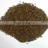 Manufacture wholesale Cassia Tora seed India for China