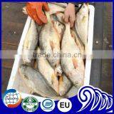 FDA BRC Whole Round Frozen Yellow Croaker Fish For Sale thumbnail-3