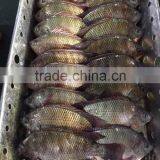 Frozen tilapia Whole round