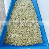 Green Lentil Best Quality in the World Cleaned by Sortex thumbnail-3