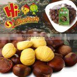 Organic Fresh Chestnuts Castanea Sativa Whole Chestnut thumbnail-6