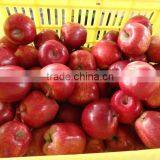 HUANIU APPLE thumbnail-4