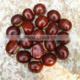 Fresh Sweet Chestnuts 2014 Crop, New Crop thumbnail-3