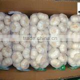 China New Crop Dried White Garlic thumbnail-1
