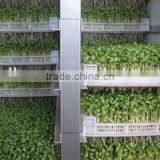 Factory Price Bean Bud Seedling Machine/Bean Sprout Growing Machine For Sale thumbnail-4