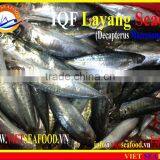 IQF LAYANG SCAD WHOLE ROUND thumbnail-3