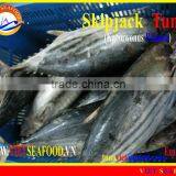 W/R FROZEN SKIPJACK TUNA thumbnail-1