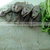 Best Price Chinese Frozen Fish Surimi to Make Fish Ball thumbnail-1