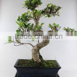 Ficus 30cm Art thumbnail-1