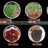 Amino Acids Food Supplement-black Garlic Ready Food thumbnail-3