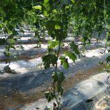 Strong Disease Resistant High Yield Bitter Gourd Seeds for Planting No.75 thumbnail-4