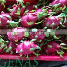 Fresh Dragon Fruit From Viet Nam With High Quality thumbnail-3
