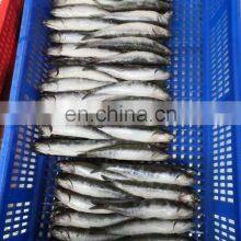 Good Price Anchovies Block Wholesale Frozen Anchovy thumbnail-5