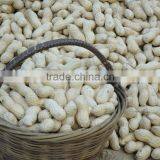 Chinese goods raw organic peanuts ground nut in shell peanut in shell