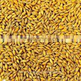 Australian Barley thumbnail-1