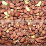 High Quality Indian Roasted Peanut Bold sizes